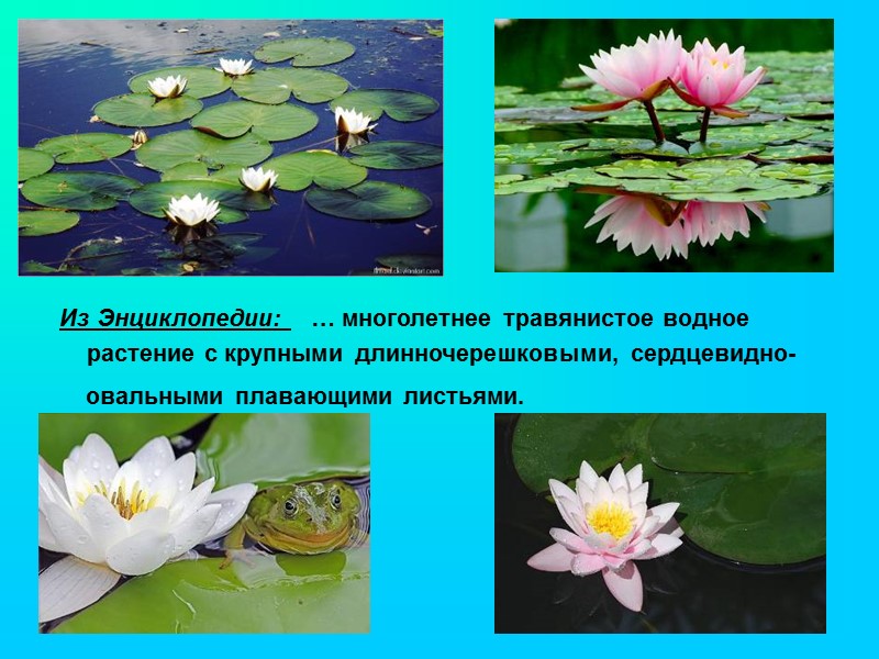 Из Энциклопедии:    … многолетнее травянистое водное     